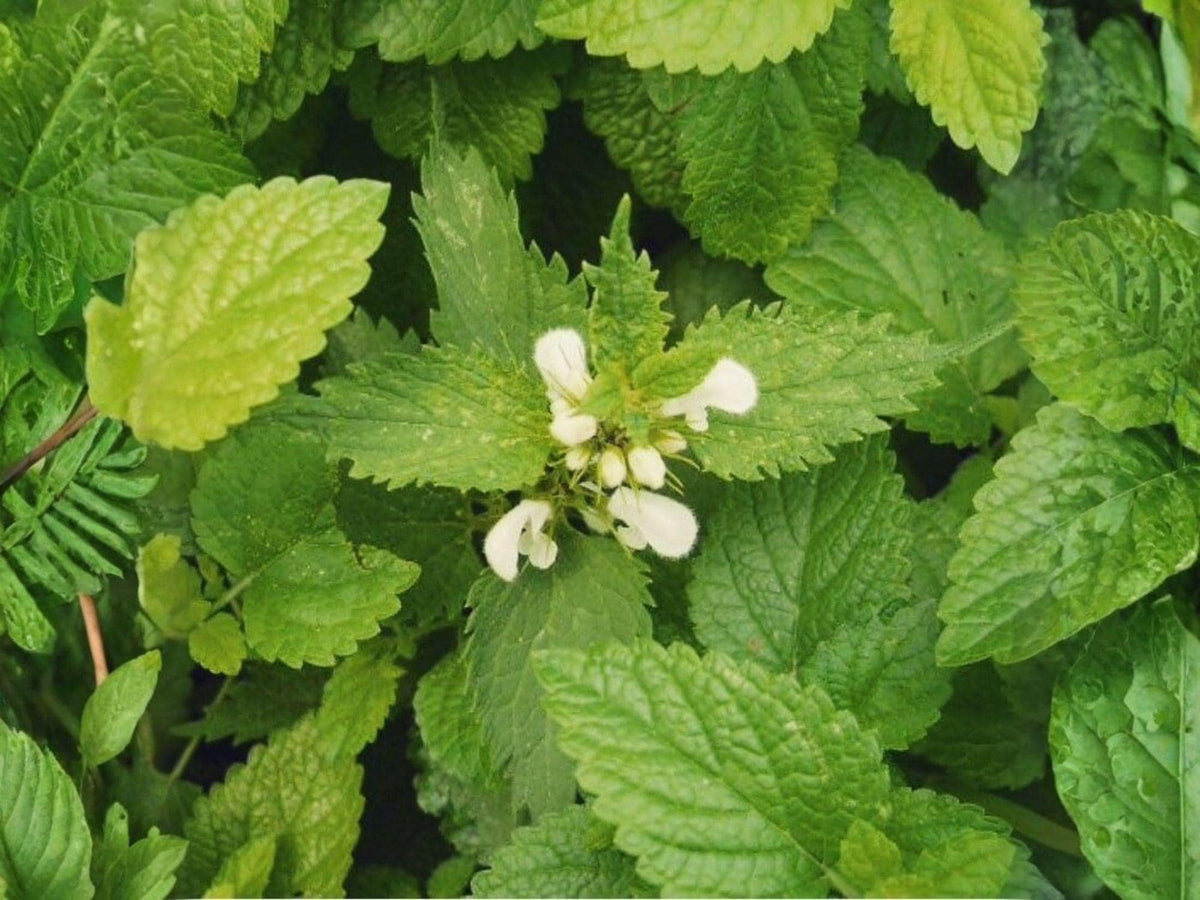 Lemon Balm Seeds, Melissa Officinalis Heirloom Fragrant Culinary Herb (100 Seeds)