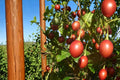 10 Seeds Tree Tomato Solanum betaceum Tamarillo Tropical Fruit