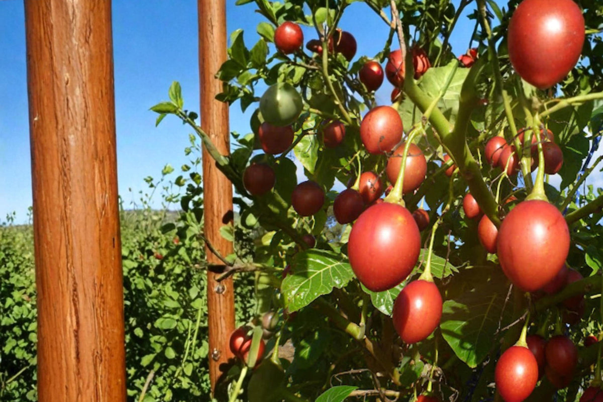 10 Seeds Tree Tomato Solanum betaceum Tamarillo Tropical Fruit