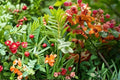 10 Seeds Bronze Shower Tree Cassia moschata Tropical Ornamental Flowering Tree