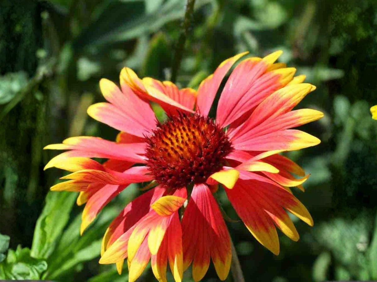 25 Seeds Gaillardia aristata Meriwether Blanketflower Heirloom Garden Pollinator Flower