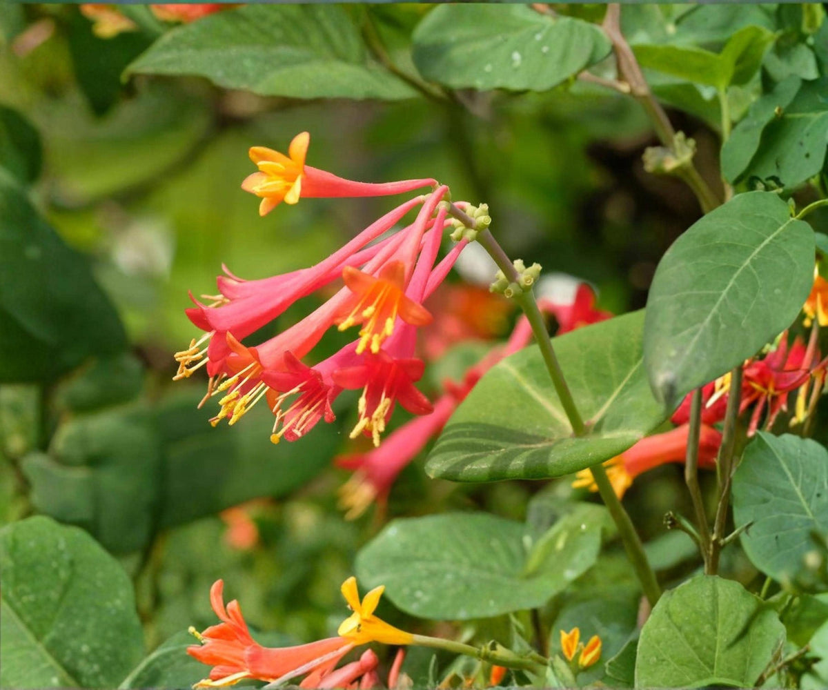 Coral Honeysuckle Vine Live Starter Plant – Lonicera Sempervirens Red Trumpet Hummingbird Garden