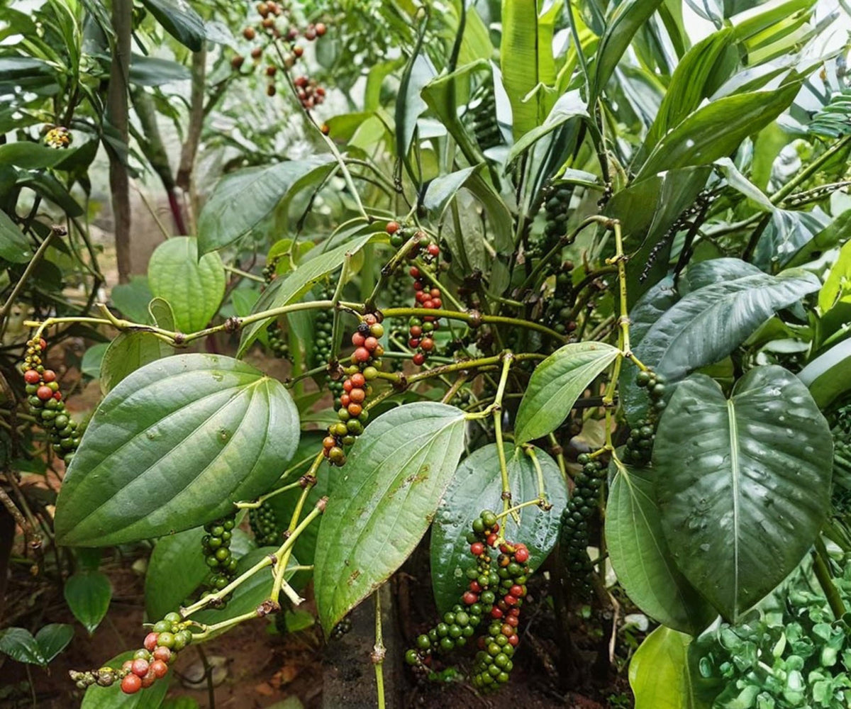 Black Pepper Live Starter Plant – Piper Nigrum Tropical Vine for Indoor Container Spice Garden