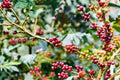 30 Seeds Coffee Plant Coffea arabica Houseplant Evergreen Indoor Tropical Bean