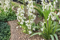 10 Bulbs Spanish Whitebells Hyacinthoides hispanica White Flowering Spring Bulbs
