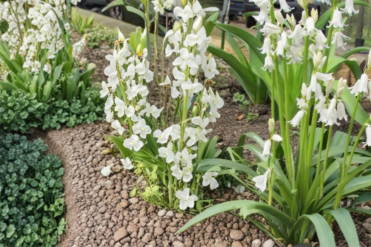 10 Bulbs Spanish Whitebells Hyacinthoides hispanica White Flowering Spring Bulbs