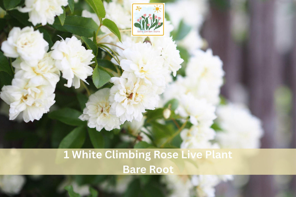 1 Live Plant White Climbing Rose 2-3 Ft Bare Root Garden Vine
