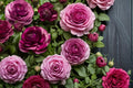 10 Ranunculus Bulbs Purple Ranunculus asiaticus Persian Buttercup