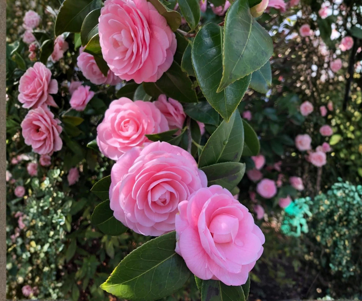 Pink Perfection Camellia Japonica Live Starter Plant – Evergreen Flowering Shrub