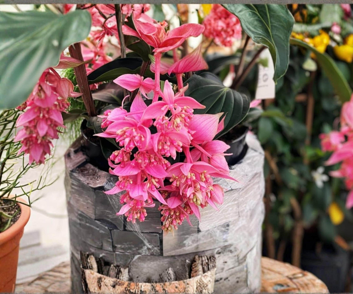 Medinilla Magnifica Pink Chandelier Live Starter Plant – Tropical Indoor Flowering Houseplant