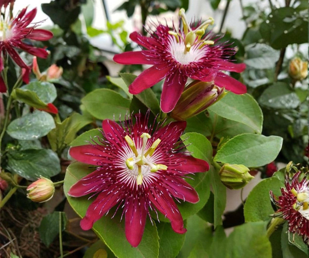 Lady Margaret Passion Flower Vine - Live Starter Plant, Red Burgundy Passiflora Climbing Tropical