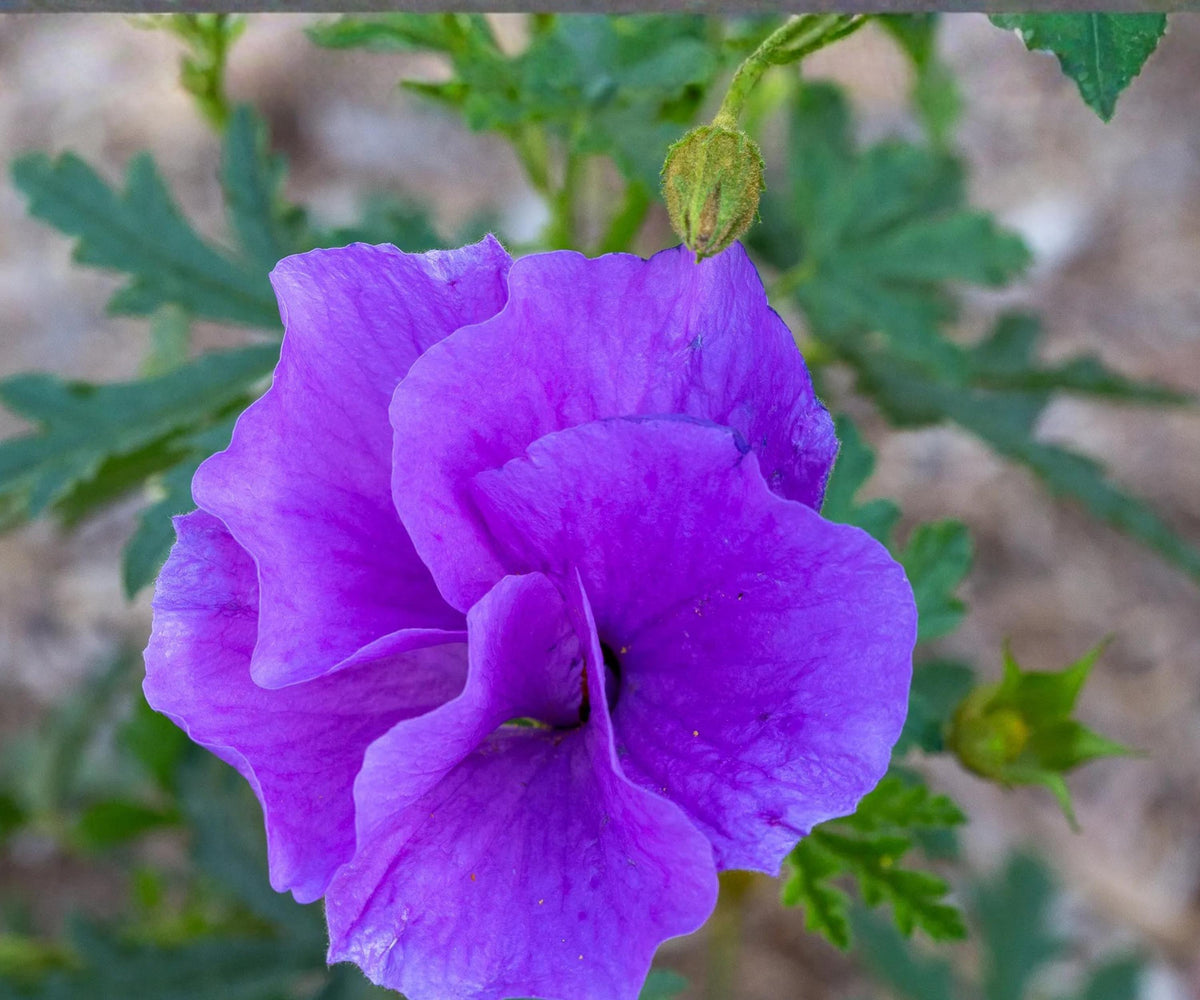 Blue Hibiscus Live Starter Plant – Alyogyne huegelii Purple Flower Shrub