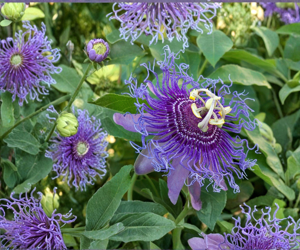 Maypop Passionflower Vine Live Starter Plant – Passiflora incarnata Hardy Edible Fruit Climbing