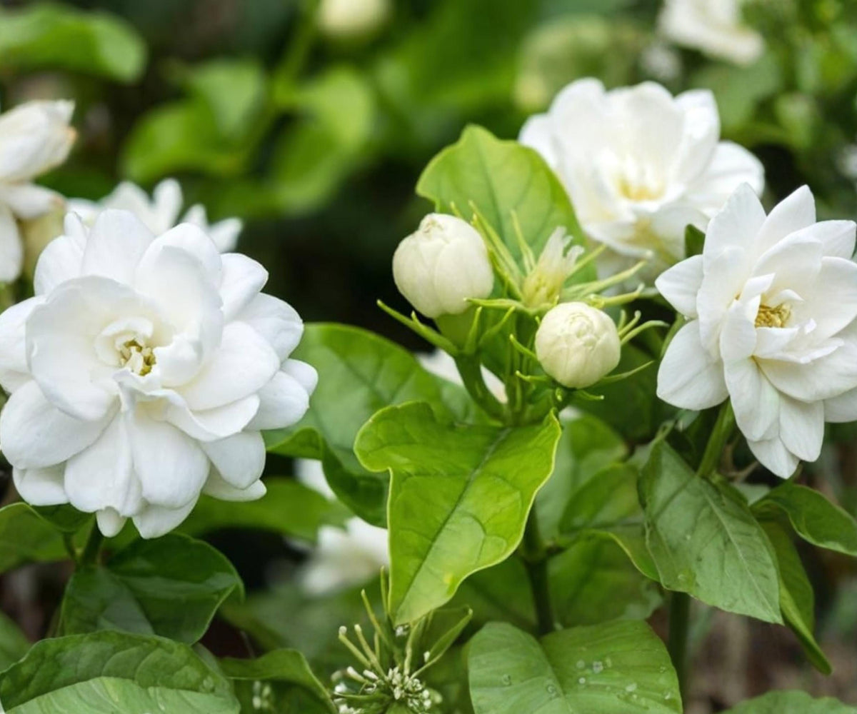 Maid of Orleans Jasmine Live Starter Plant – Jasminum sambac Fragrant White Flower
