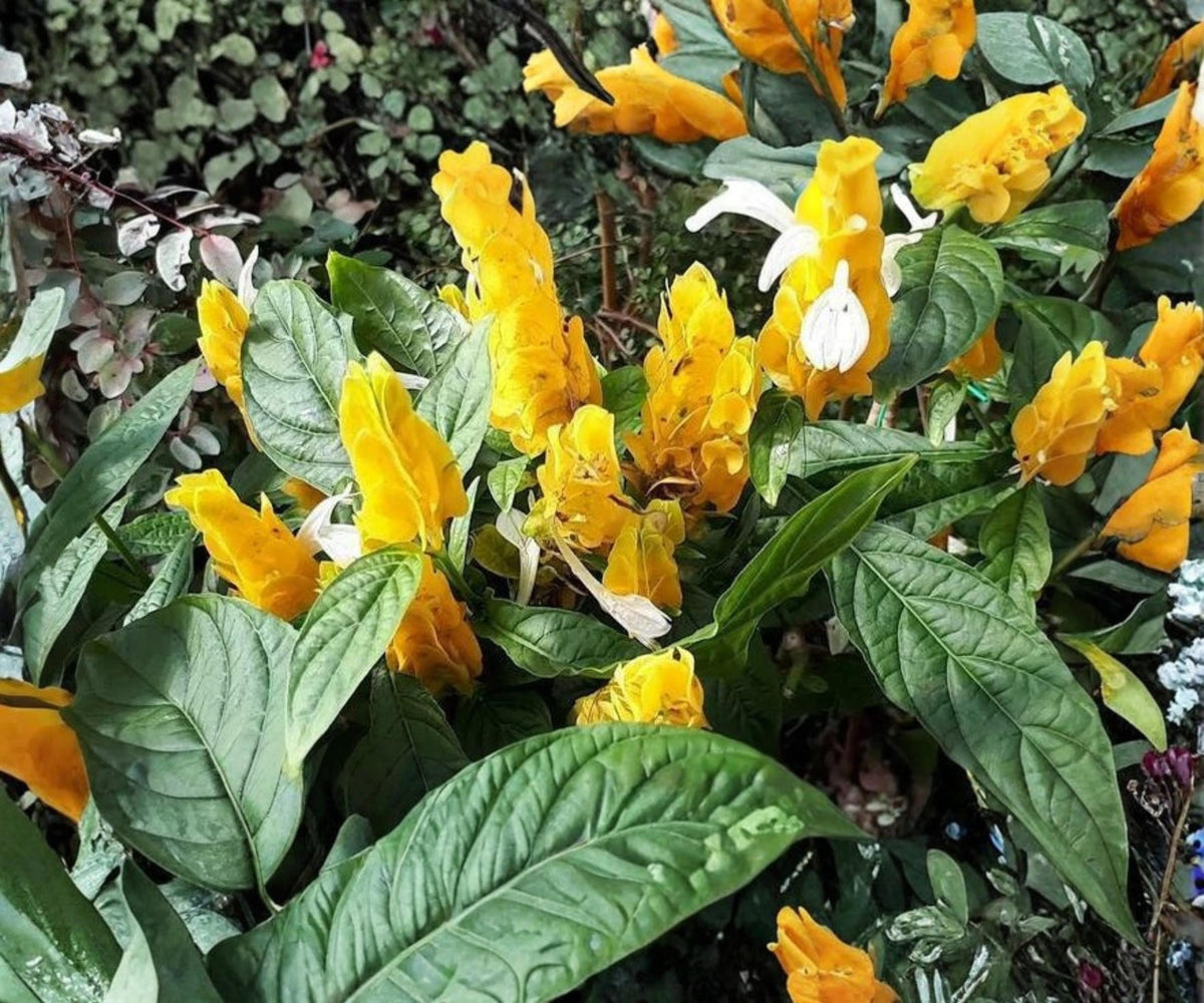Golden Shrimp Plant – Live Starter Plant – Justicia brandegeana Tropical Yellow Flower