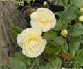 Lemon Glow Camellia Japonica Live Plant - Yellow Pink Evergreen Flowering Shrub