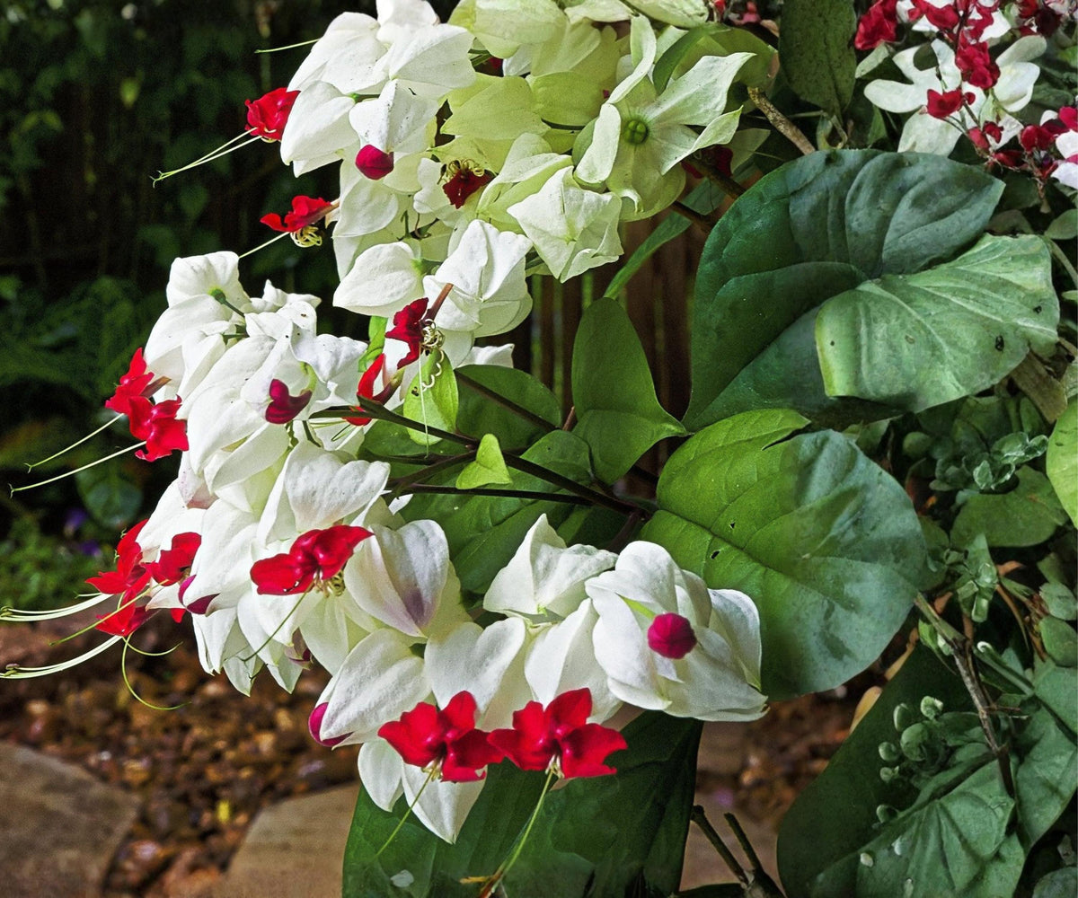 Bleeding Heart Vine Live Starter Plant - Clerodendrum thomsoniae Red & White Tropical Flower