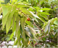 Jamaican Cherry Tree Live Starter Plant – Muntingia calabura Yellow Fruit Tropical