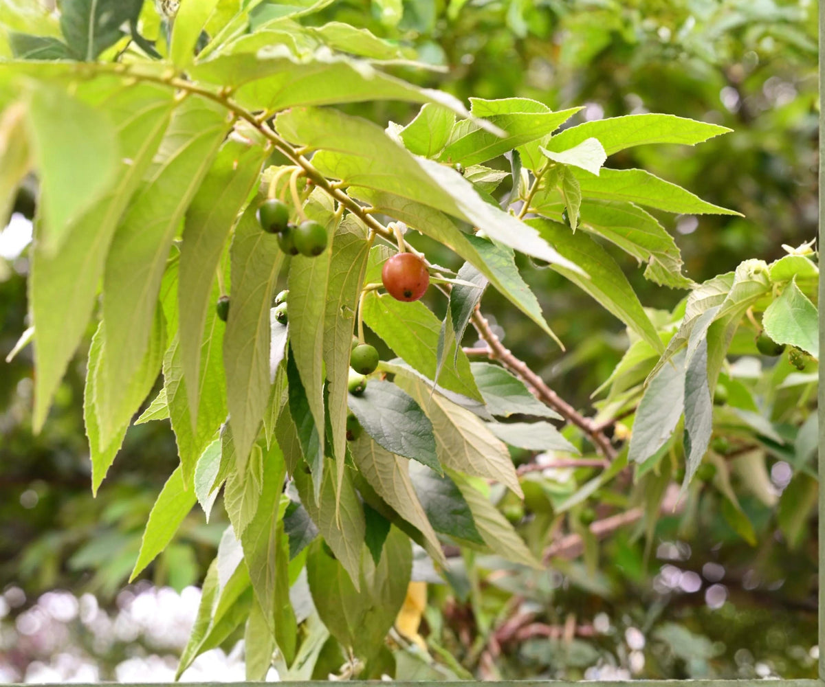 Jamaican Cherry Tree Live Starter Plant – Muntingia calabura Yellow Fruit Tropical