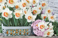 5 Bulbs Pink Charm Daffodil Narcissus Flowering Perennial Spring Garden Trumpet Blooms