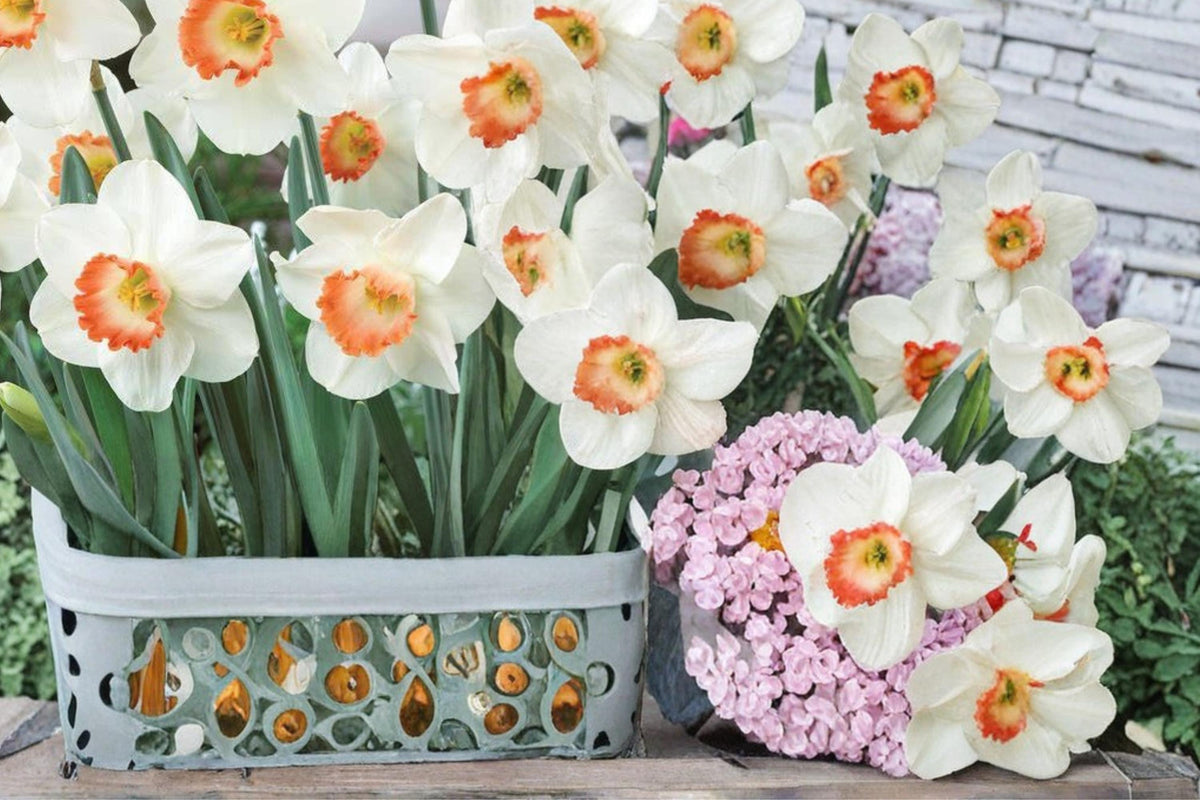 5 Bulbs Pink Charm Daffodil Narcissus Flowering Perennial Spring Garden Trumpet Blooms