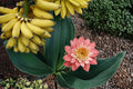 20 Seeds Banana Musa Tropical Fruit Plant