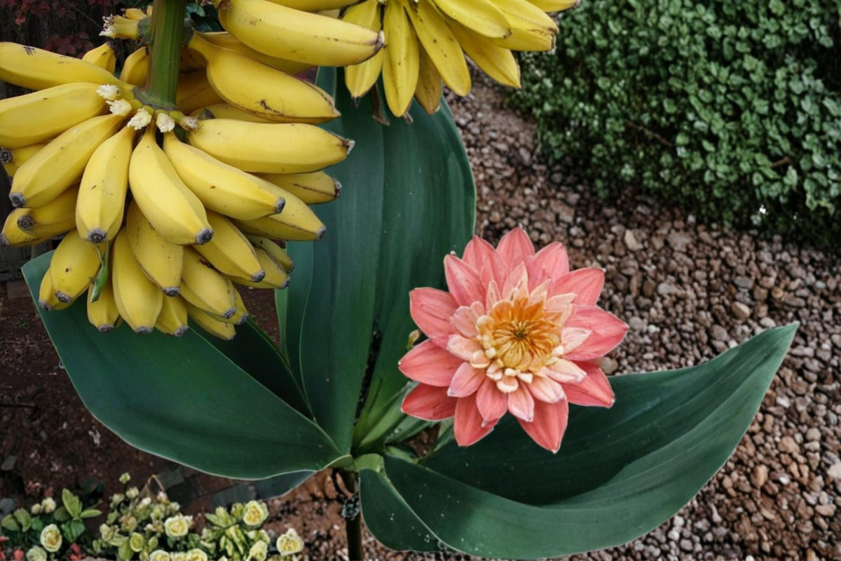 20 Seeds Banana Musa Tropical Fruit Plant