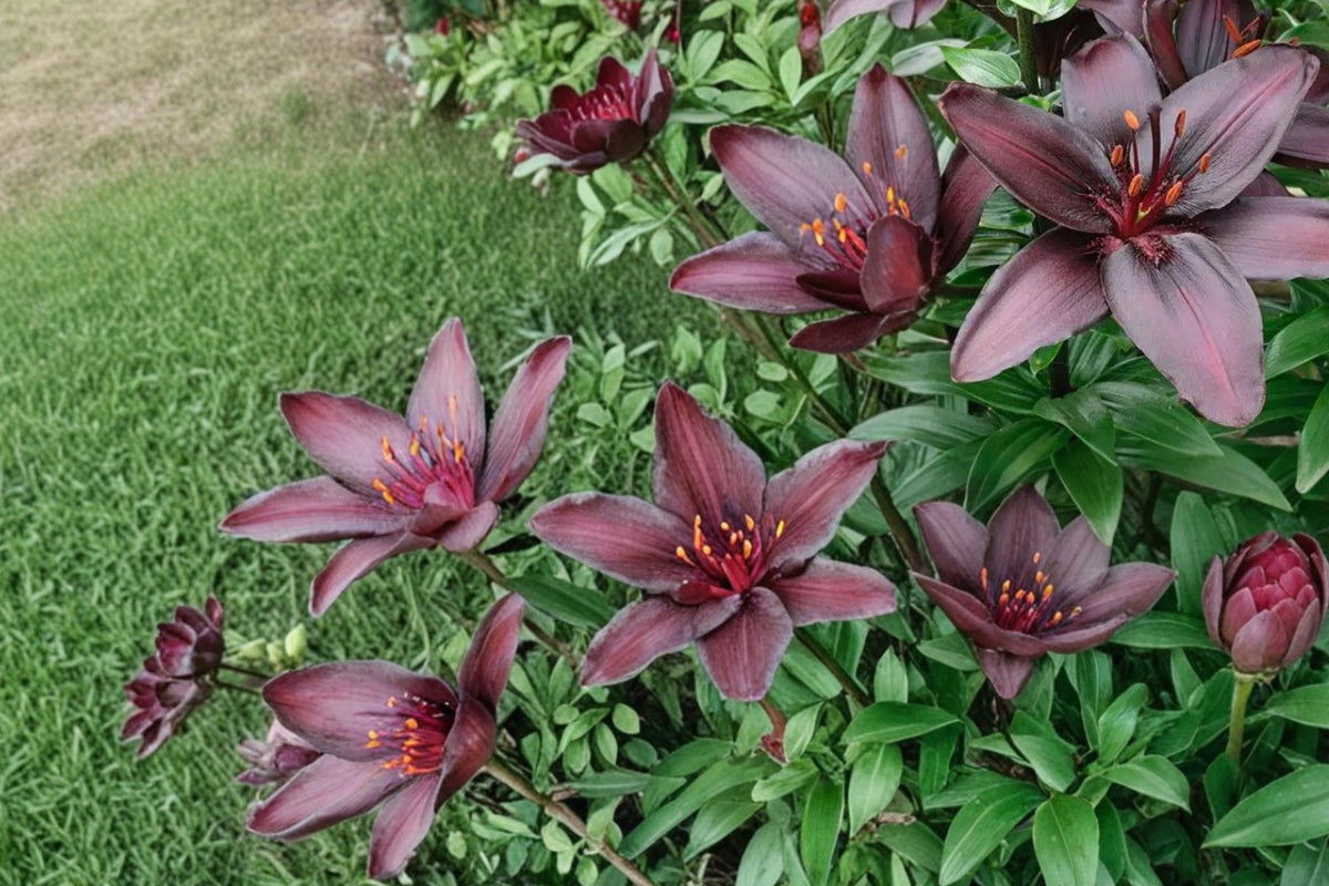 10 Bulbs Blackstone Lily Lilium Live Bulbs Perennial Summer Bloom