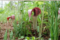 5 Seeds Jack-in-the-Pulpit Arisaema triphyllum