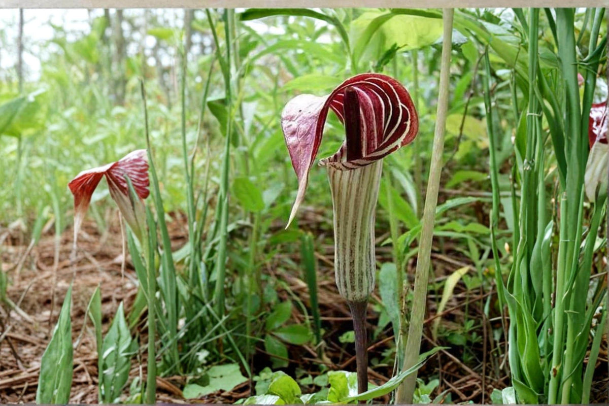 5 Seeds Jack-in-the-Pulpit Arisaema triphyllum