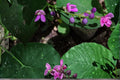 5 Seeds Wild Kidney Bean Phaseolus polystachios