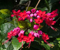 Java Red Bleeding Heart Vine Starter Live Plant – Clerodendrum delectum Purple Flowers