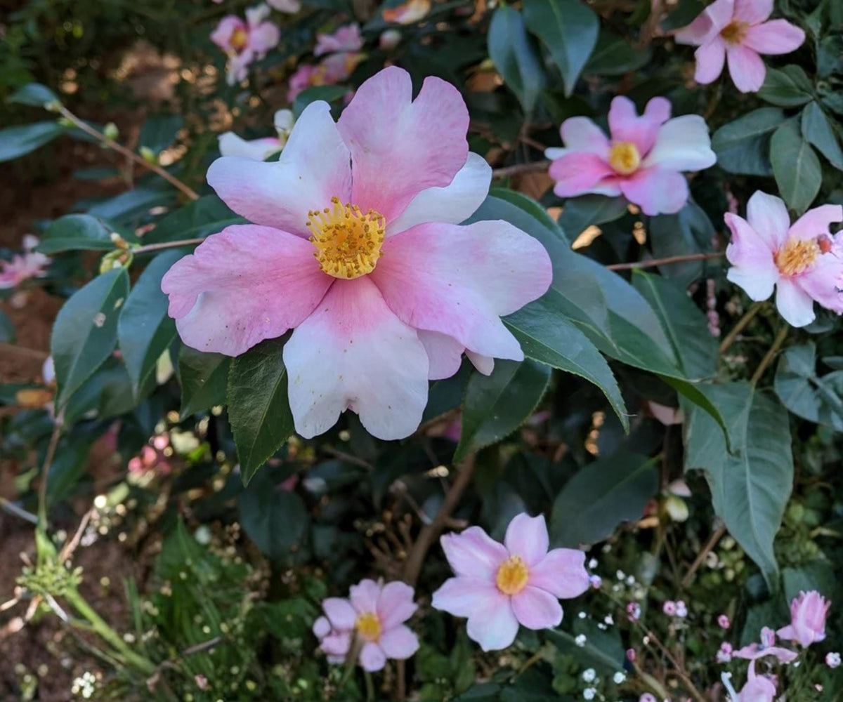 Yume Camellia Japonica Live Starter Plant – Pink White Yellow Evergreen Flowering Shrub