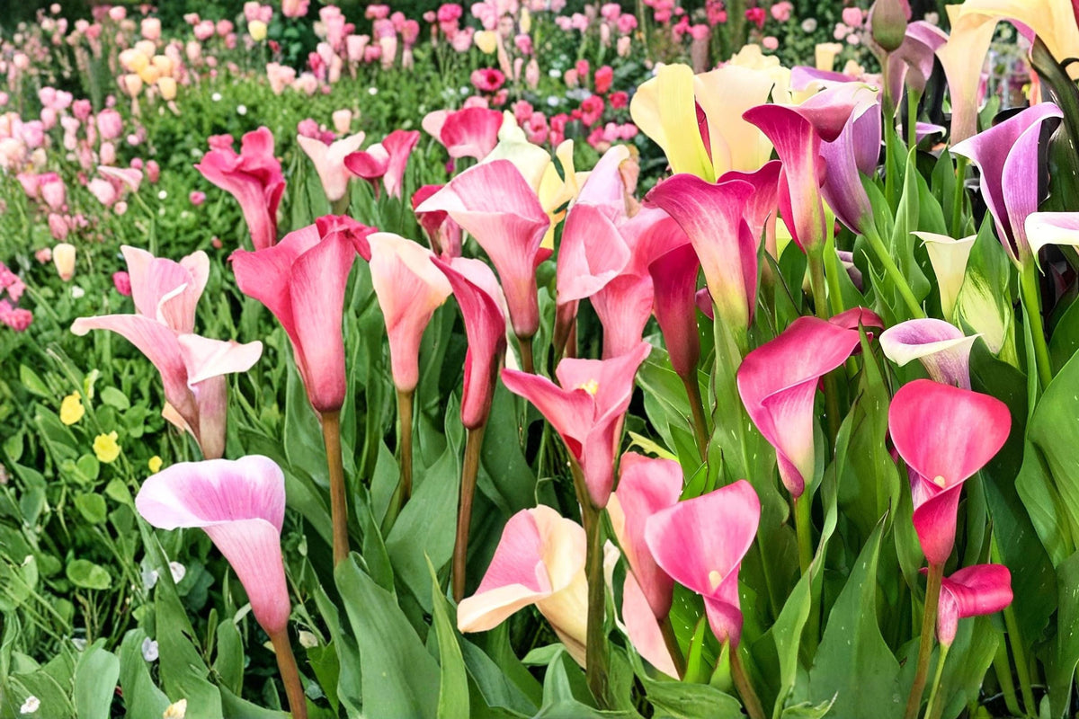 3 Calla Lily Bulbs Mixed Zantedeschia Flowering Bulbs for Garden Borders and Containers