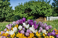 20 Bulbs Crocus Mix Large Flowering Crocus Spring Blooming Perennial