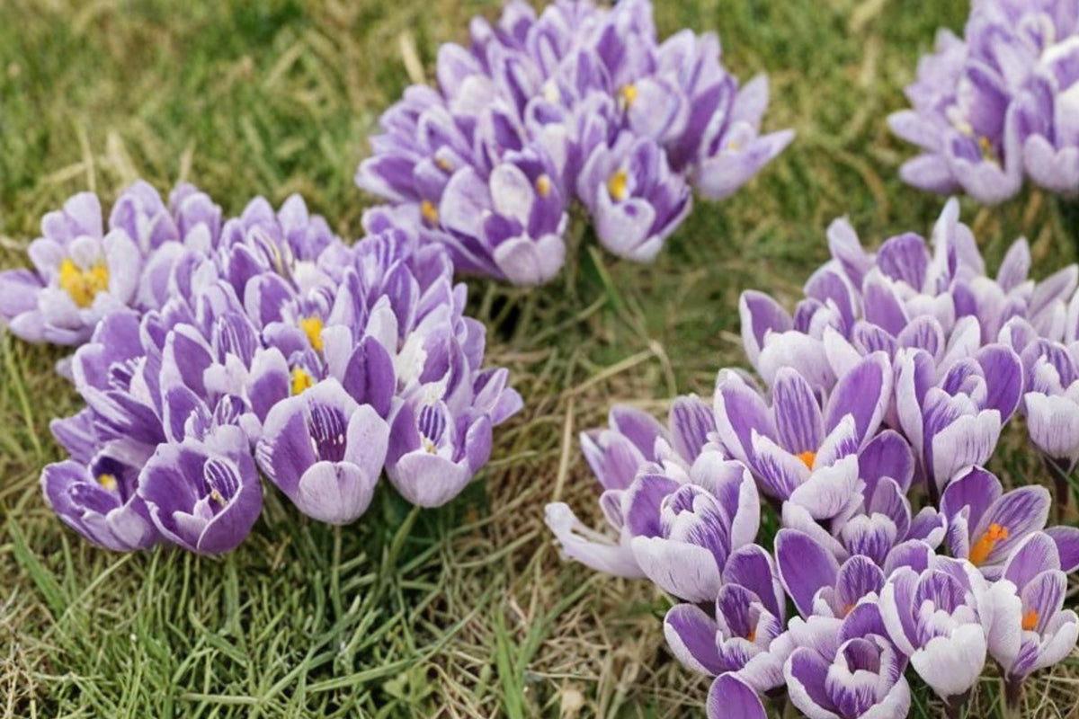 25 Bulbs Pickwick Crocus Large-Flowering Spring Blooming Purple Striped