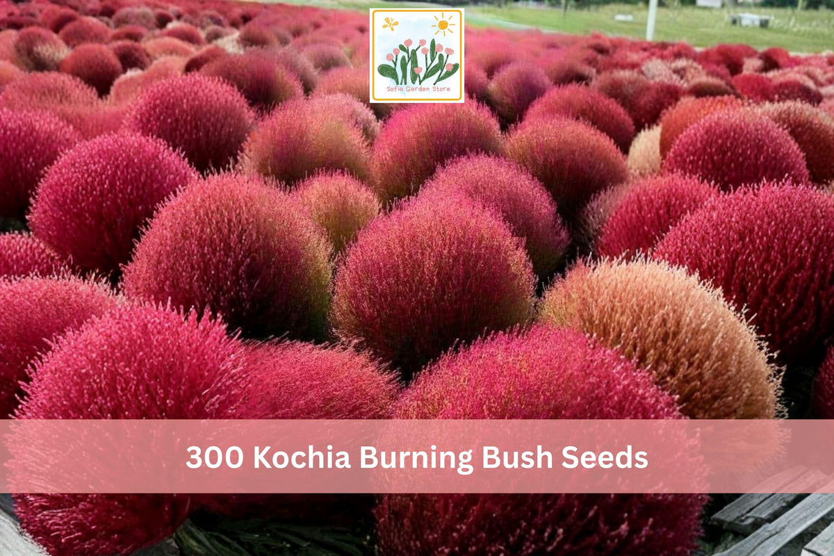 300 Seeds Kochia Burning Bush Bassia scoparia Scarlet Ornamental Hedge