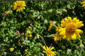 100 Seeds Meadow Arnica Arnica chamissonis