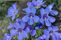 50 Seeds Sand Penstemon Penstemon acuminatus