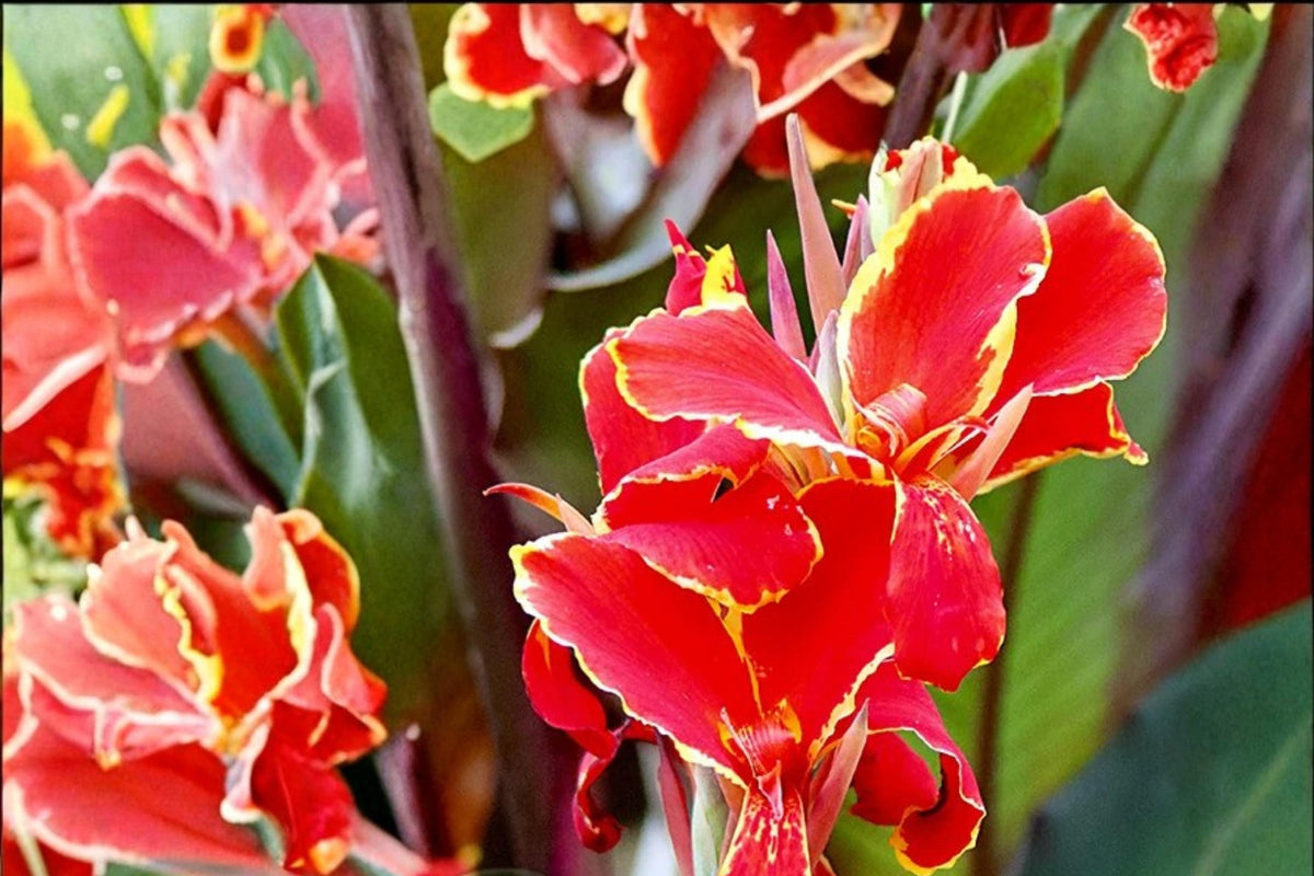 5 Canna Lily Bulbs Lucifer