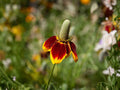 250 Mexican Hat Ratibida columnifera Seeds Heirloom Prairie Wildflower