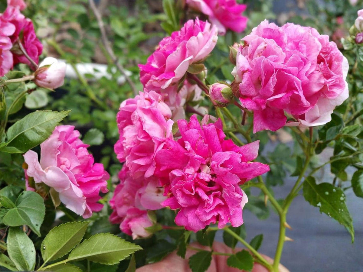 Seven Sisters Rose Plant – Heirloom Climbing Rose with Pink Blooms (1 ft Tall)