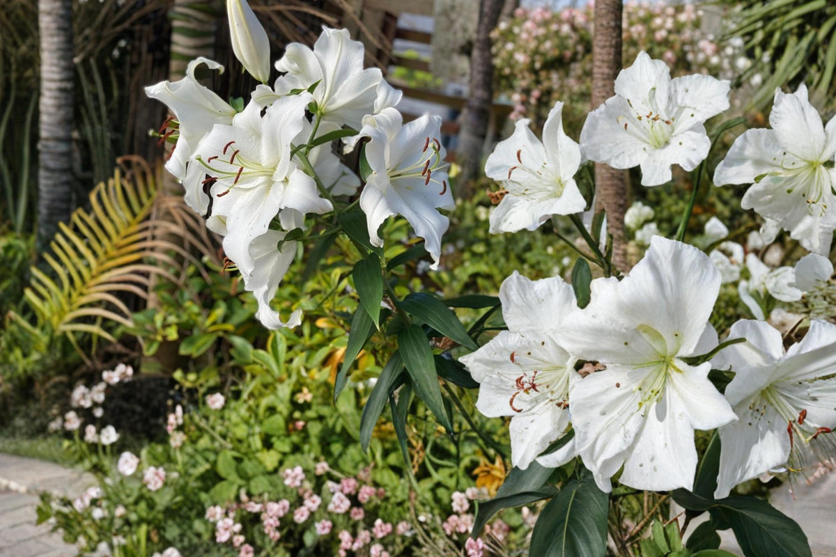 5 Bulbs Riverdale White Asiatic Lily Lilium