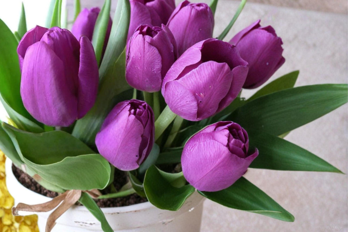 10 Bulbs Purple Tulip Tulipa