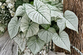 6 Caladium Bulbs Snow White – Caladium