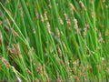 Eleocharis acicularis 100 Seeds – Spike Rush Aquatic Grass for Pond & Water Garden