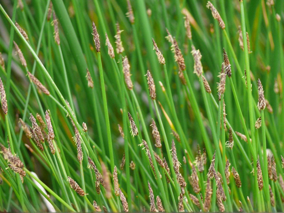 Eleocharis acicularis 100 Seeds – Spike Rush Aquatic Grass for Pond & Water Garden