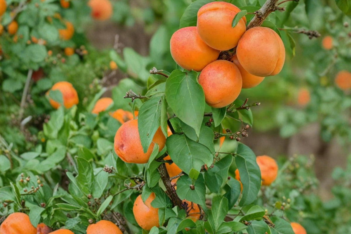 1 Live Plant Apricot Tree Prunus armeniaca Sweet Fruit Orchard Garden