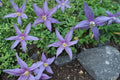 10 Seeds Purple Clematis Clematis occidentalis
