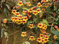 2 Live Crossvine Plants – Tangerine Beauty Trumpet Flower Vine (2–4 In Tall)